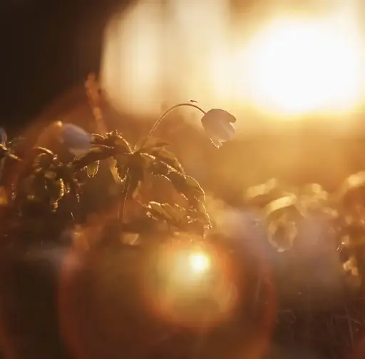 Deja de ser tú de Joe Dispenza 